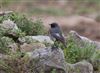 Black Redstart