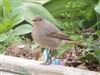 Black Redstart