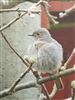 Black Redstart