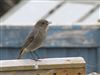 Black Redstart