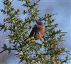 Dartford Warbler