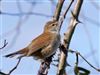 Cetti's Warbler