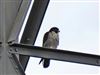 Peregrine