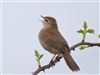 Cetti's Warbler