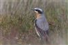 Wheatear