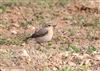 Wheatear