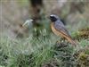 Redstart