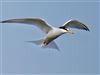 Little Tern