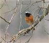 Redstart