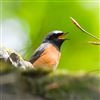 Redstart