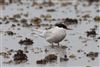 Arctic Tern