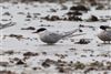 Arctic Tern