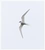 Arctic Tern