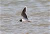 Little Gull