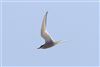 Arctic Tern