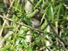 Cetti's Warbler