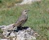 Rock Pipit