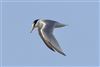 Little Tern