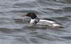 Red-breasted Merganser