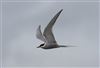 Arctic Tern