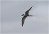 Arctic Tern