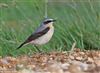 Wheatear