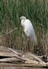 Great White Egret