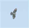 Honey-buzzard