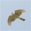 Sparrowhawk