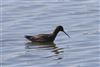 Spotted Redshank