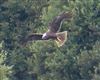 Marsh Harrier