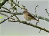 Redstart