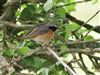 Redstart