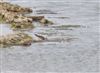 Lesser Yellowlegs