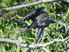 Glossy Ibis