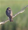 Sparrowhawk