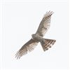 Sparrowhawk