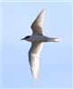 Arctic Tern