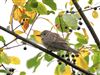 Spotted Flycatcher