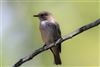 Photo of Spotted Flycatcher at Hayling Island, Northney, Hampshire. Taken by Andy Tew on 19th August 2022.