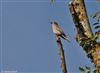 Spotted Flycatcher