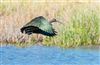 Glossy Ibis