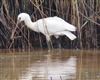 Spoonbill