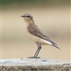 Wheatear