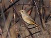 Redstart