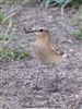 Wheatear