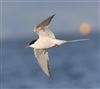 Arctic Tern