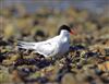 Arctic Tern