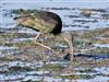 Glossy Ibis