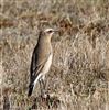 Wheatear